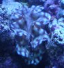 new_clam.jpg
