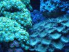 reeftank 004.jpg