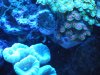 reeftank 005.jpg