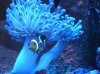 reeftank 006.jpg