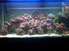 55g 100.jpg