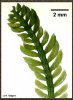 caulerpa_taxif_lynn_small.jpg