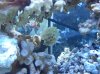 coralfrag.jpg