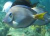 Ocean Surgeonfish.jpg