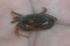 crab1.jpg