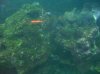 algae 001.jpg