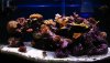 reef_feb_25_2009.jpg