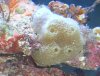 sponge2.jpg