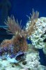 90 gallon fishes 006.jpg