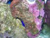 algae.jpg