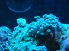 corys 055.jpg