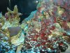 corys 057.jpg