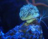 coral.jpg