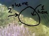 3reefidentify.jpg