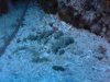 DSC00247.jpg