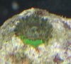anenome.jpg