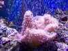 aquarium 2-28-09 008.jpg