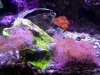 aquarium 2-28-09 010.jpg