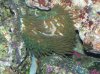 anemone 2.jpg