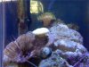 fish322f.jpg