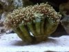 Frogspawn Coral.jpg