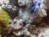 Corals.jpg