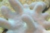 devils finger leather.jpg