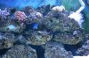 anemone under rock.jpg