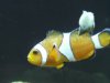 fish 017.jpg