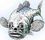 fishface