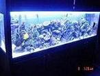 fishertropicals