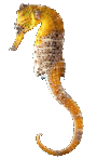 czartangus
