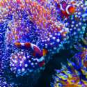 reefboy23