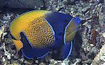 Navarchus