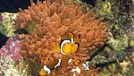 Perculareef