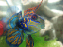 TinFury