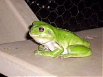 sharkatak