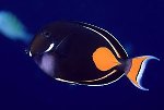 ReefJunkie