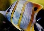 CuBandButterfli