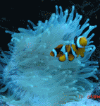 Reef Ghost