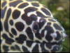 Reefdiver72