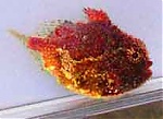 Calawah
