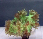 deepbluesea
