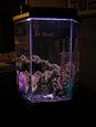 Reef ~ Freak