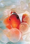 fishpoop
