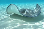 Stingray