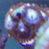 reefnut1