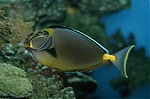Tangs4me