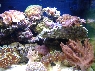 Northern Reefer