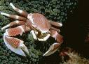 anemonecrab